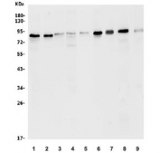 Western blot testing of human 1) Caco-2, 2) U-2 OS, 3) HepG2, 4) HEK293, 5) HeLa, 6) K562, 7) rat thymus, 8) rat spleen and 9) mouse SP2/0 lysate with ATG7 antibody. Predicted molecular weight: 70-80 kDa.
