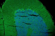 Immunofluorescent staining of FFPE rat brain with GAP43 antibody (green) and DAPI nuclear stain (blue). HIER: steam section in pH8 EDTA for 20 min.