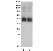 Western blot testing of rat liver lysate (lane 1-2) with NTCP1 antibody. Expected molecular weight: 38-45 kDa.