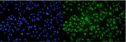 Immunofluorescent staining of FFPE human A549 cells with AHR antibody (green) and DAPI nuclear stain (blue). HIER: steam section in pH6 citrate buffer for 20 min.