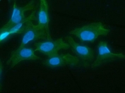 Immunofluorescent staining of FFPE human U-2 OS cells with AKR1D1 antibody (green) and DAPI nuclear stain (blue). HIER: steam section in pH6 citrate buffer for 20 min.