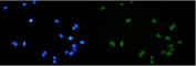 Immunofluorescent staining of FFPE human U-2 OS cells with ALKBH1 antibody (green) and DAPI nuclear stain (blue). HIER: steam section in pH6 citrate buffer for 20 min.
