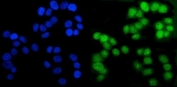 Immunofluorescent staining of FFPE human T-47D cells with AR antibody (green) and DAPI nuclear stain (blue). HIER: steam section in pH6 citrate buffer for 20 min.