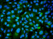 Immunofluorescent staining of FFPE human HeLa cells with BCAM antibody (green) and DAPI nuclear stain (blue). HIER: steam section in pH6 citrate buffer for 20 min.