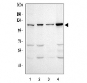 Western blot testing of human 1) HeLa, 2) A431, 3) Jurkat and 4) 293T cell lysate with BRD2 antibody. Expected molecular weight: 88-110 kDa.