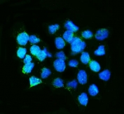 Immunofluorescent staining of FFPE human A549 cells with Calbindin 2 antibody (green) and DAPI nuclear stain (blue). HIER: steam section in pH6 citrate buffer for 20 min.
