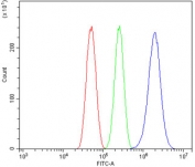 Flow cytometry testing of human U-87 MG cells with CAMK II alpha antibody at 1ug/million cells (blocked with goat sera); Red=cells alone, Green=isotype control, Blue= CAMK II alpha antibody.