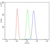 Flow cytometry testing of mouse ANA-1 cells with CAMK II alpha antibody at 1ug/million cells (blocked with goat sera); Red=cells alone, Green=isotype control, Blue= CAMK II alpha antibody.