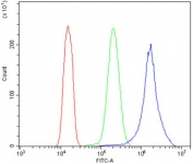 Flow cytometry testing of human A431 cells with CCNB1 antibody at 1ug/million cells (blocked with goat sera); Red=cells alone, Green=isotype control, Blue= CCNB1 antibody.