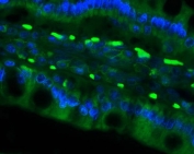 Immunofluorescent staining of FFPE rat intestine with Cd79a antibody (green) and DAPI nuclear stain (blue). HIER: steam section in pH8 EDTA for 20 min.