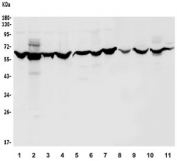 Western blot testing of human 1) HeLa, 2) U-2 OS, 3) PC-3, 4) 22RV1, 5) A549, 6) COLO-320, 7) SW620, 8) rat brain, 9) rat RH35, 10) mouse HEPA1-6 and 11) mouse NIH 3T3 lysate with CLK2 antibody. Predicted molecular weight ~60 kDa.