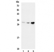 Western blot testing of human 1) U-87 MG, 2) K562 and 3) ThP-1 lysate with CHOP antibody. Expected molecular weight: 19-29 kDa.