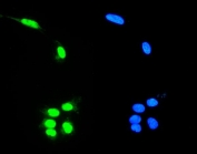 Immunofluorescent staining of FFPE human U-2 OS cells with RNA Helicase A antibody (green) and DAPI nuclear stain (blue). HIER: steam section in pH6 citrate buffer for 20 min.