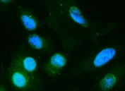 Immunofluorescent staining of FFPE human A549 cells with DIO1 antibody (green) and DAPI nuclear stain (blue). HIER: steam section in pH6 citrate buffer for 20 min.