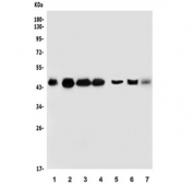 Western blot testing of human 1) Jurkat, 2) HepG2, 3) K562, 4) Raji, 5) rat kidney, 6) mouse testis and 7) mouse NIH 3T3 lysate with DNAJA2 antibody. Predicted molecular weight ~46 kDa.