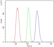 Flow cytometry testing of rat NRK cells with DNAJA2 antibody at 1ug/million cells (blocked with goat sera); Red=cells alone, Green=isotype control, Blue= DNAJA2 antibody.