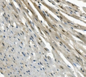 IHC staining of FFPE mouse heart with EAPP antibody. HIER: boil tissue sections in pH8 EDTA for 20 min and allow to cool before testing.