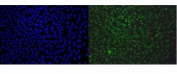 Immunofluorescent staining of FFPE human HeLa cells with EAPP antibody (green) and DAPI nuclear stain (blue). HIER: steam section in pH6 citrate buffer for 20 min.