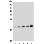 Western blot testing of 1) rat ovary, 2) mouse lung, 3) mouse ovary, 4) mouse kidney and 5) mouse NIH 3T3 lysate with FGF10 antibody. Predicted molecular weight ~23 kDa.