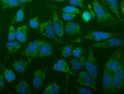 Immunofluorescent staining of FFPE human HeLa cells with TTC11 antibody (green) and DAPI nuclear stain (blue). HIER: steam section in pH6 citrate buffer for 20 min.