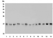 Western blot testing of rat 1) brain, 2) spleen, 3) kidney and mouse 4) brain, 5) spleen, 6) kidney, 7) NIH 3T3, 8) RAW264.7 and human 9) HEK293, 10) A549, 11) HeLa, 12) Raji and 13) Caco-2 lysate with TTC11 antibody. Predicted molecular weight ~17 kDa.