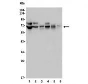 Western blot testing of human 1) HeLa, 2) PC-3, 3) PANC-1, 4) Caco-2, 5) rat PC-12 and 6) mouse Neuro-2a lysate with Willin antibody. Predicted molecular weight ~72 kDa.