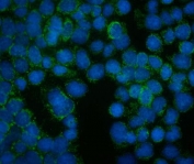 Immunofluorescent staining of FFPE human A431 cells with Willin antibody (green) and DAPI nuclear stain (blue). HIER: steam section in pH6 citrate buffer for 20 min.