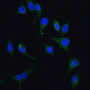 Immunofluorescent staining of FFPE human HeLa cells with HGS antibody (green) and DAPI nuclear stain (blue). HIER: steam section in pH6 citrate buffer for 20 min.