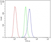 Flow cytometry testing of human ThP-1 cells with IFT88 antibody at 1ug/million cells (blocked with goat sera); Red=cells alone, Green=isotype control, Blue= IFT88 antibody.