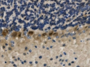 IHC staining of FFPE mouse brain with LIM-1 antibody. HIER: boil tissue sections in pH8 EDTA for 20 min and allow to cool before testing.