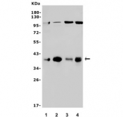 Western blot testing of 1) rat thymus, 2) rat spleen, 3) mouse thymus and 4) mouse HEPA1-6 lysate with Mt-nd2 antibody. Predicted molecular weight ~39 kDa.