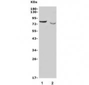 Western blot testing of human 1) U-2 OS and 2) HEK293 lysate with Nectin 3 antibody. Expected molecular weight: 64-95 kDa depending on glycosylation level.