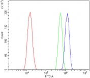 Flow cytometry testing of human A431 cells with NGF Receptor antibody at 1ug/million cells (blocked with goat sera); Red=cells alone, Green=isotype control, Blue= NGF Receptor antibody.