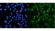 Immunofluorescent staining of FFPE human U-2 OS cells with PRDM5 antibody (green) and DAPI nuclear stain (blue). HIER: steam section in pH6 citrate buffer for 20 min.