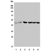 Western blot testing of 1) rat pancreas, 2) mouse pancreas, 3) human PANC-1, 4) human PANC-1, 5) human U-2 OS and 6) mouse SP2/0 lysate with PTF1A antibody. Predicted molecular weight: ~35 kDa, routinely observed at ~48 kDa. (Ref 1)