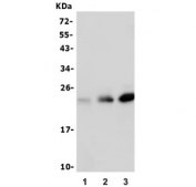 Western blot testing of 1) human Raji, 2) rat liver and 3) mouse NIH 3T3 lysate with RBPMS antibody. Predicted molecular weight ~22 kDa.