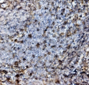 IHC staining of FFPE rat spleen with Psgl-1 antibody. HIER: boil tissue sections in pH8 EDTA for 20 min and allow to cool before testing.