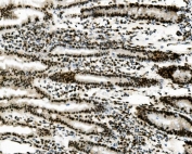 IHC staining of FFPE mouse intestine with Vinexin antibody. HIER: boil tissue sections in pH8 EDTA for 20 min and allow to cool before testing.