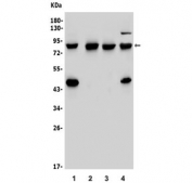 Western blot testing of 1) human ThP-1, 2) rat liver, 3) mouse brain and 4) mouse HEPA1-6 lysate with Vinexin antibody. Predicted molecular weight ~75 kDa.