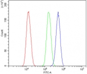 Flow cytometry testing of human SiHa cells with SS-A antibody at 1ug/million cells (blocked with goat sera); Red=cells alone, Green=isotype control, Blue= SS-A antibody.