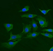 Immunofluorescent staining of FFPE human U-2 OS cells with TRIM25 antibody (green) and DAPI nuclear stain (blue). HIER: steam section in pH6 citrate buffer for 20 min.