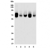 Western blot testing of human 1) HepG2, 2) HeLa, 3) K562, 4) Caco-2 and T-47D lysate with TRIM25 antibody. Predicted molecular weight ~71 kDa.