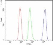 Flow cytometry testing of human U937 cells with TRIM25 antibody at 1ug/million cells (blocked with goat sera); Red=cells alone, Green=isotype control, Blue= TRIM25 antibody.