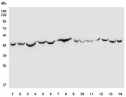 Western blot testing of 1) rat brain, 2) rat kidney, 3) rat PC-13, 4) mouse brain, 5) mouse kidney, 6) mouse NIH 3T3, 7) mouse RAW264.7 and human 8) K562, 9) HeLa, 10) HEK293, 11) HL-60, 12) A549, 13) Caco-2 and 14) Raji lysate with TXNIP antibody. Predicted molecular weight ~46 kDa.