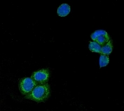 Immunofluorescent staining of FFPE human A431 cells with USP21 antibody (green) and DAPI nuclear stain (blue). HIER: steam section in pH6 citrate buffer for 20 min.