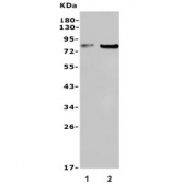 Western blot testing of 1) rat testis and 2) mouse testis lysate with USP44 antibody. Predicted molecular weight ~81 kDa.