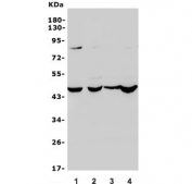 Western blot testing of human 1) placenta, 2) HeLa, 3) Caco-2 and 4) 22RV1 lysate with ZFP42 antibody. Expected molecular weight: 35-40 kDa.
