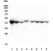 Western blot testing of human 1) HepG2, 2) Caco-2, 3) U-87 MG, 4) ThP-1, 5) HeLa, 6) K562, 7) PC-3 and 8) HEK293 lysate with Isocitrate Dehydrogenase antibody. Predicted molecular weight ~46 kDa.