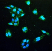 Immunofluorescent staining of FFPE human U-2 OS cells with Isocitrate Dehydrogenase antibody (green) and DAPI nuclear stain (blue). HIER: steam section in pH6 citrate buffer for 20 min.