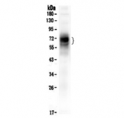 Western blot testing of human HepG2 cell lysate with CD46 antibody. Observed molecular weight: 41~70 kDa depending on glycosylation level.